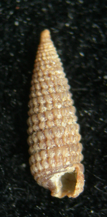 Dizoniopsis coppolae